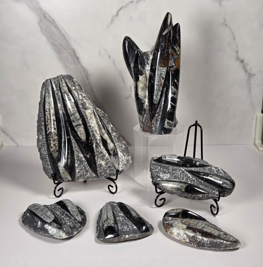 Orthocerus fossil formations on various stands against a white background