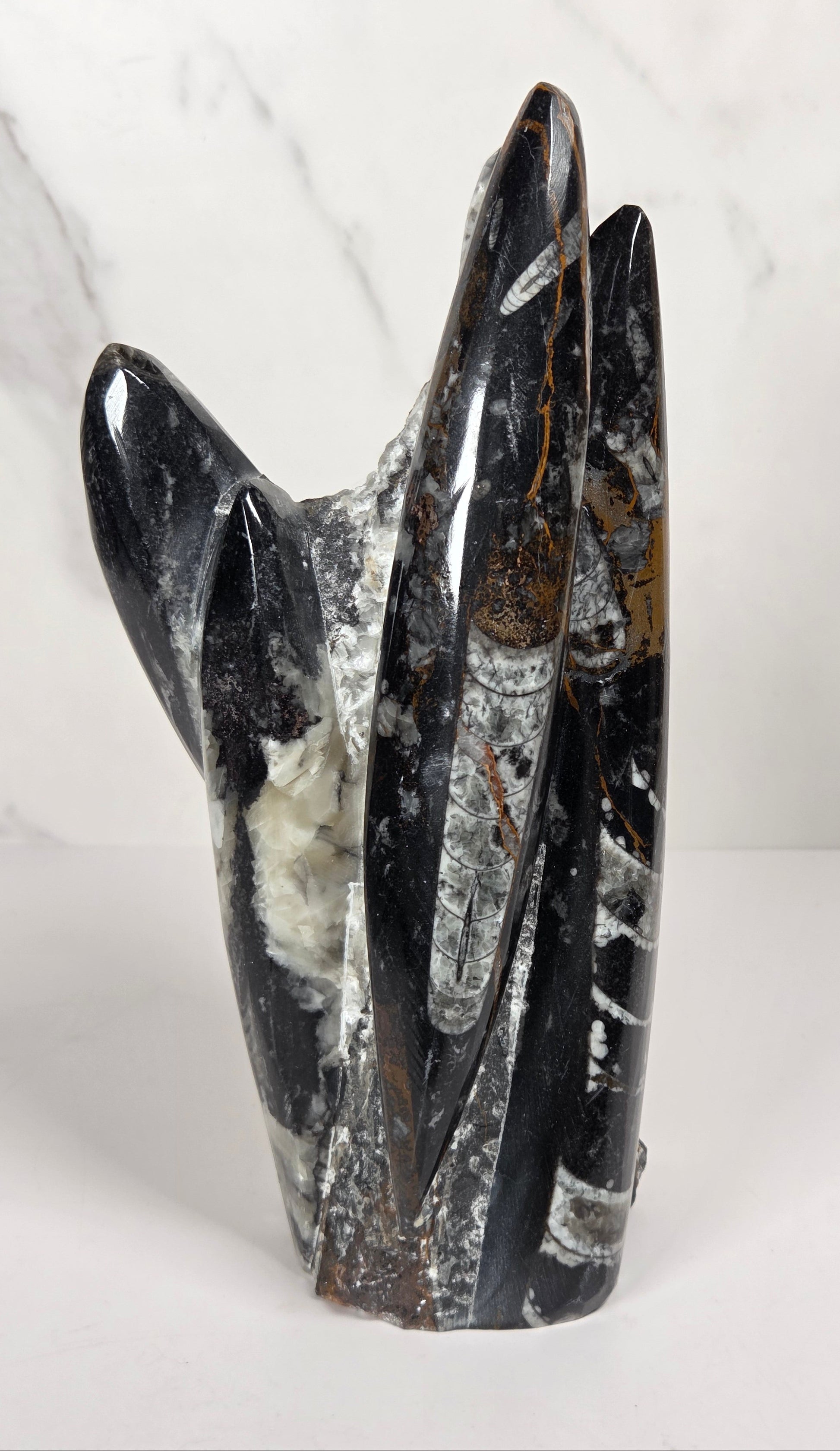 Orthocerus fossil formation against a white background