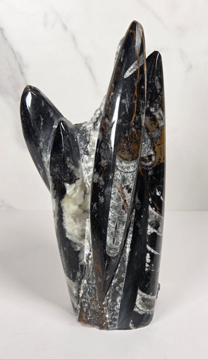 Orthocerus fossil formation against a white background