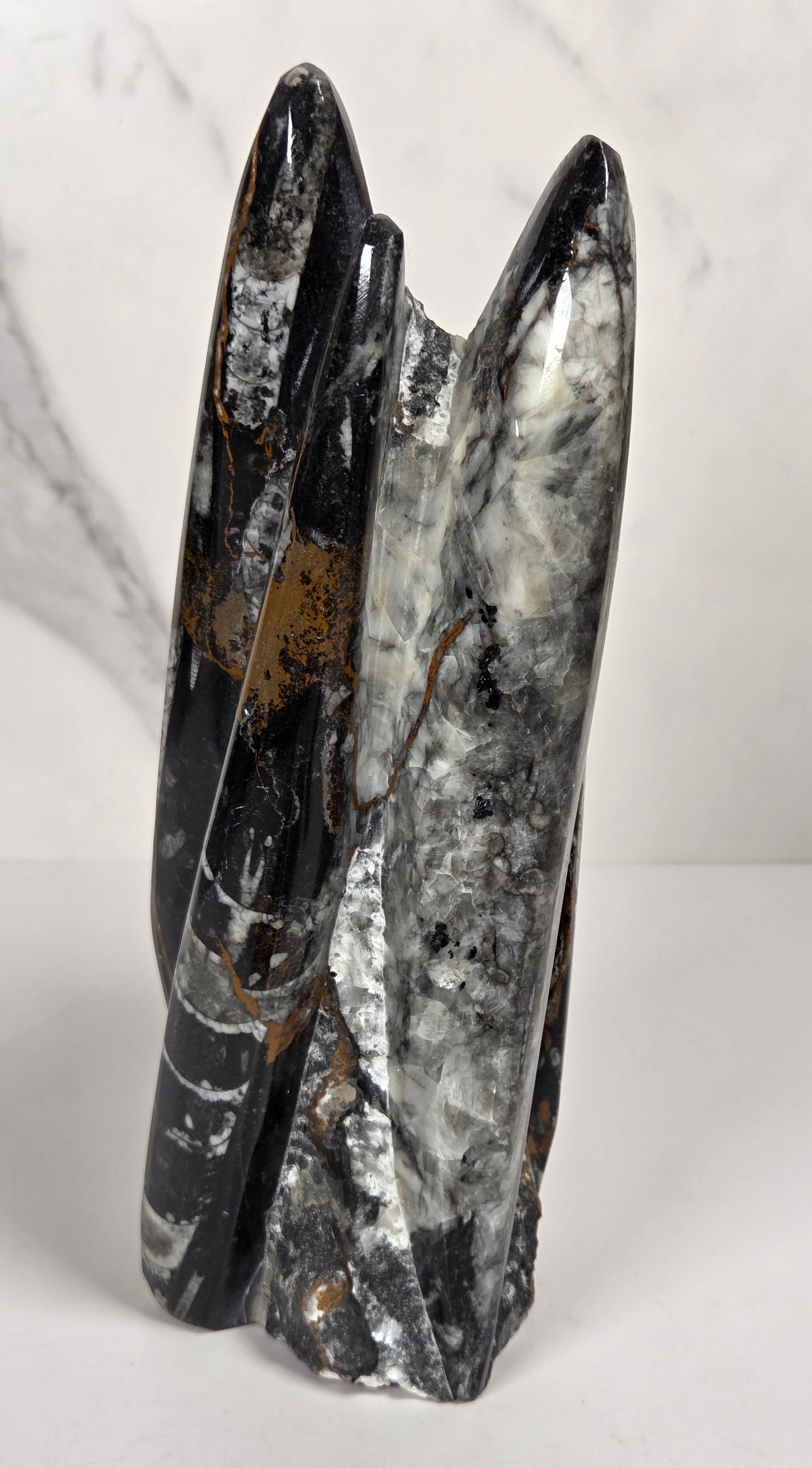 Orthocerus fossil formation against a white background