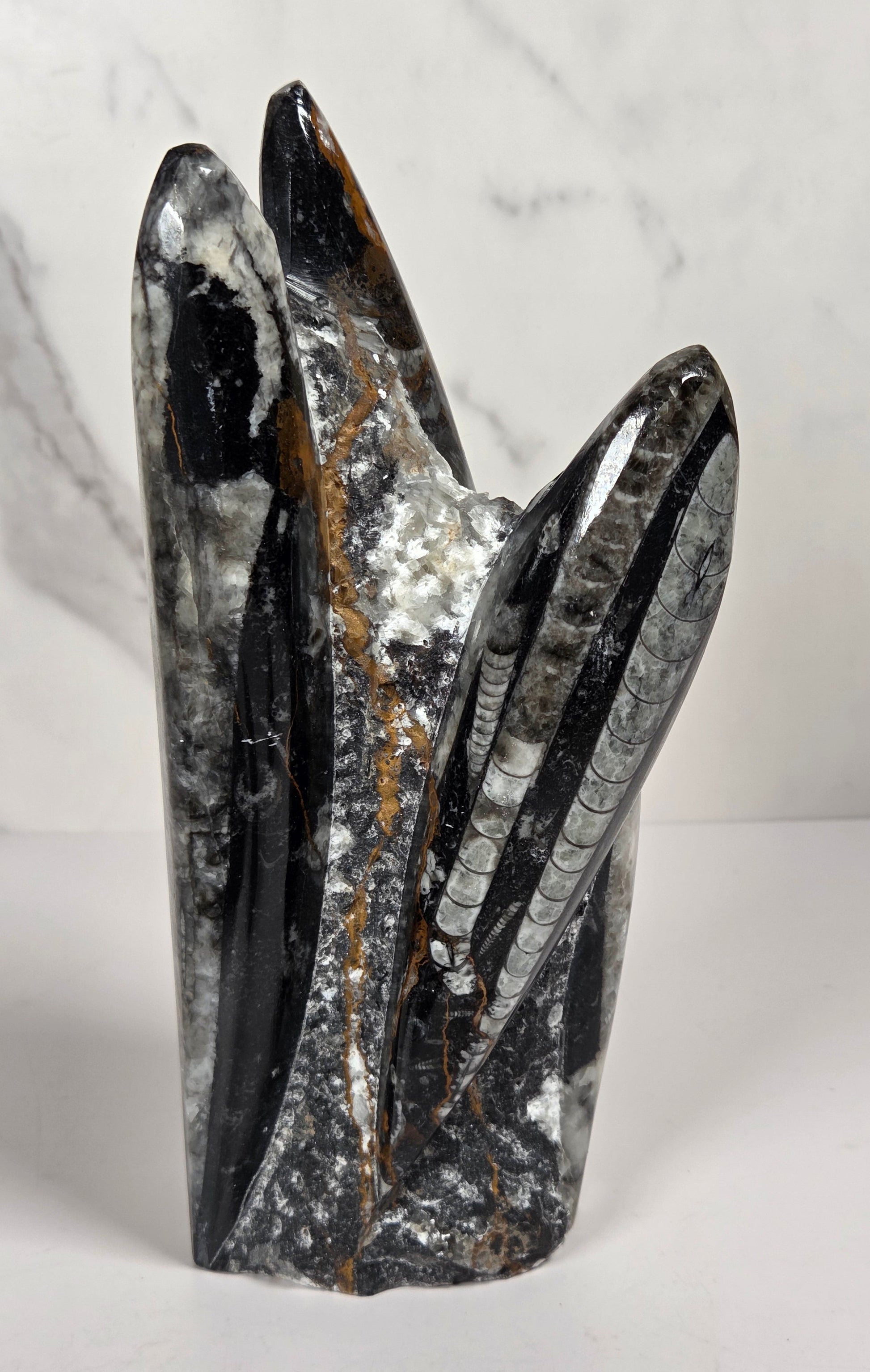 Orthocerus fossil formation against a white background