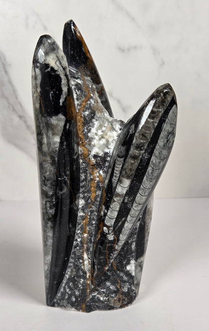 Orthocerus fossil formation against a white background