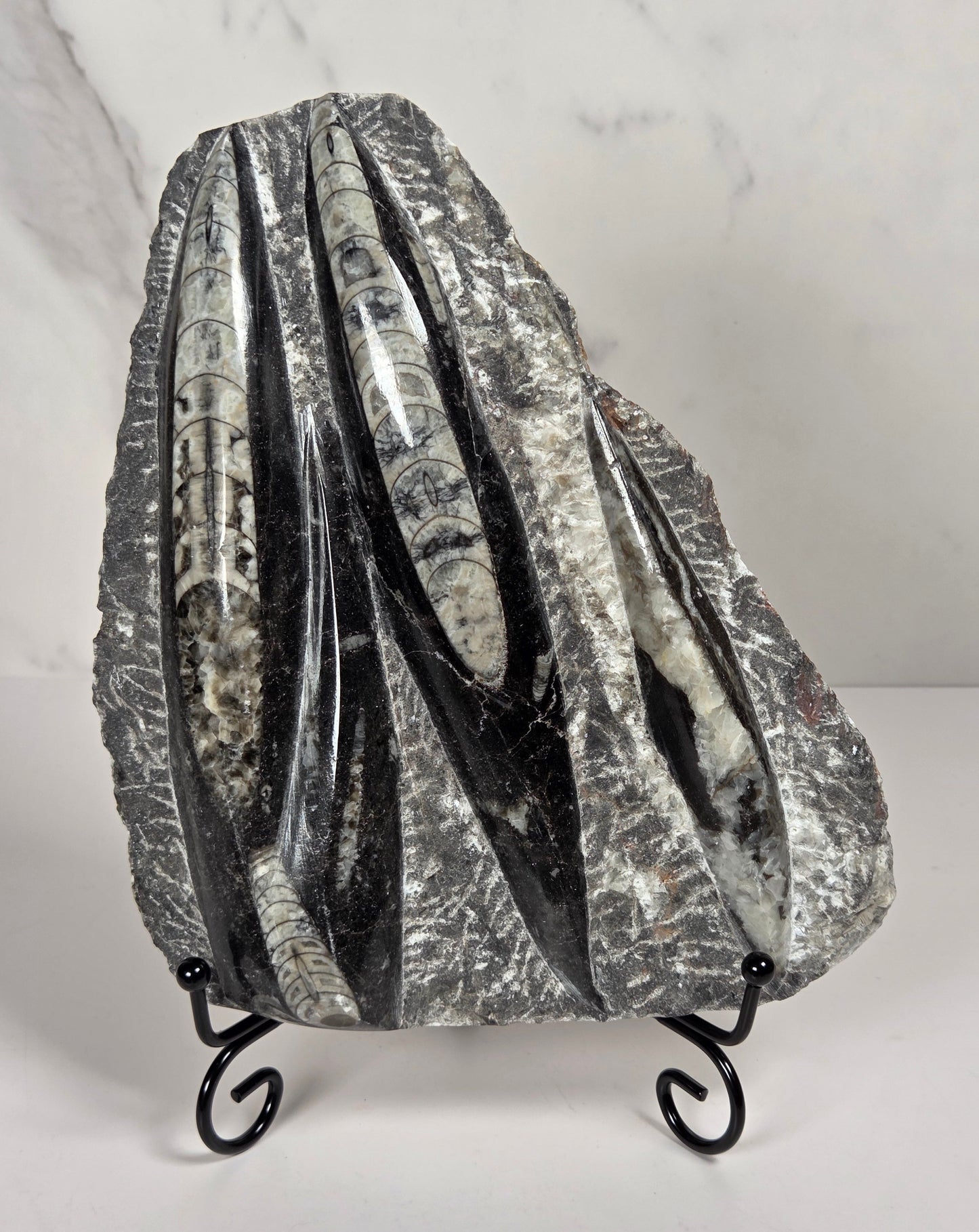A decorative black and white orthocerus fossil with a textured, layered design and two black scroll metal hooks on the side, shown against a white marble-patterned wall.