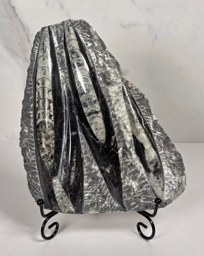 A decorative black and white orthocerus fossil with a textured, layered design and two black scroll metal hooks on the side, shown against a white marble-patterned wall.