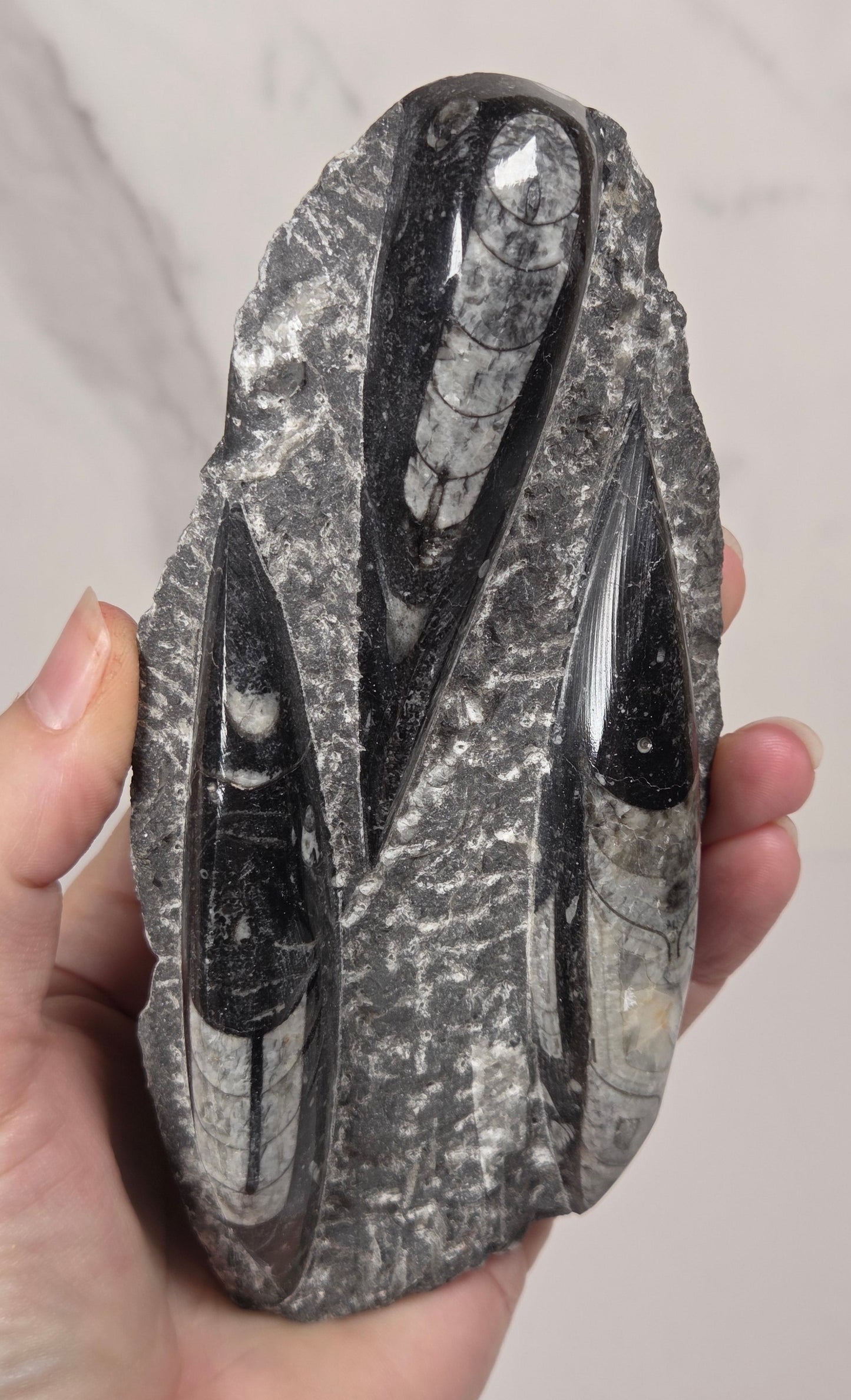 A hand holding a polished black and white marbled stone or crystal specimen against a light marble-like background.