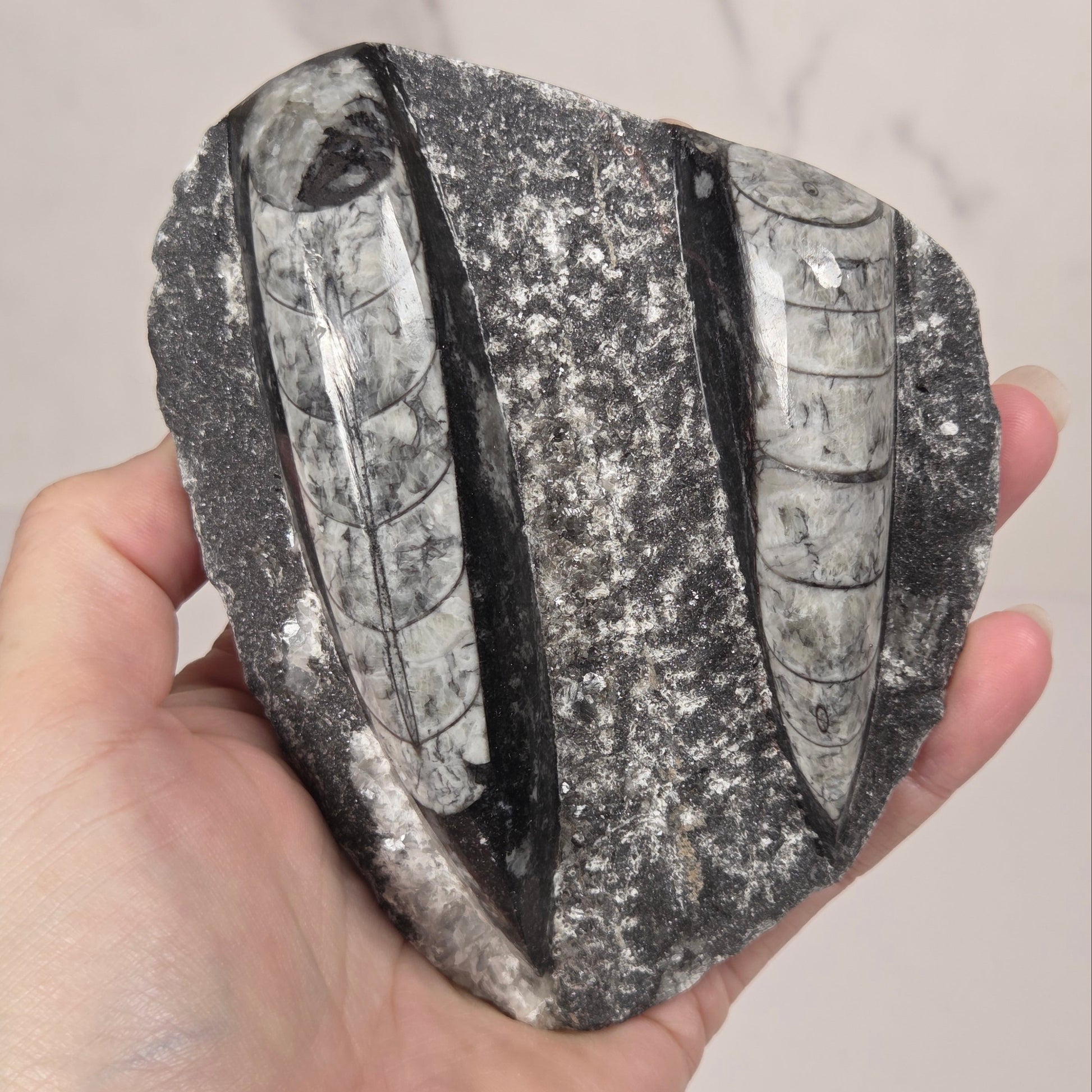A hand holding a polished black stone slab with two prominent white and gray segmented fossil inclusions, set against a light marble background.
