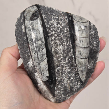 A hand holding a polished black stone slab with two prominent white and gray segmented fossil inclusions, set against a light marble background.