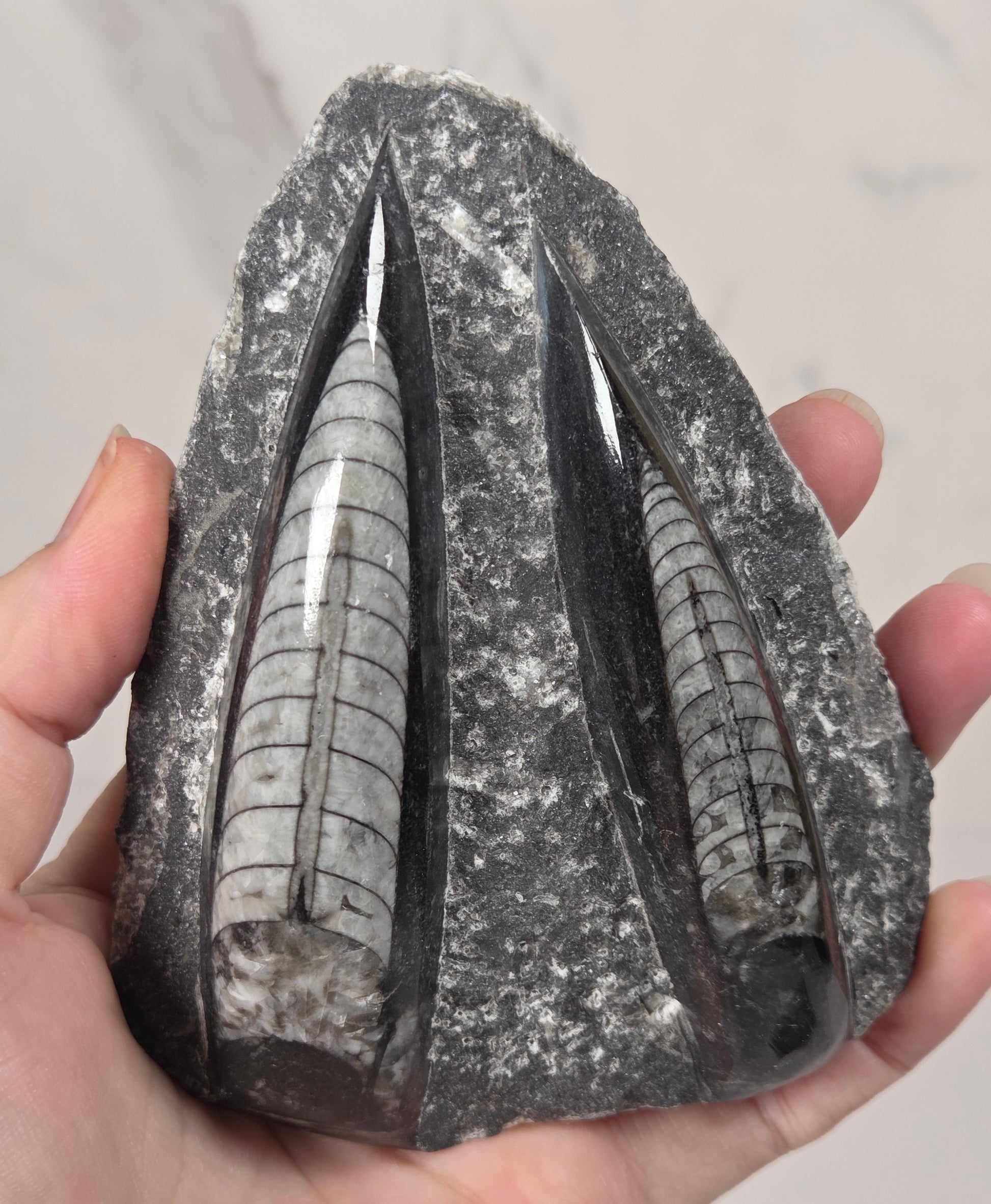 A hand holding a polished black stone specimen with two prominent white and gray banded inclusions, set against a light marble background.