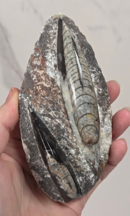 A hand holding a polished fossil specimen showing detailed trilobite-like segmentation in a gray and brown rock matrix, against a light marble-patterned background.