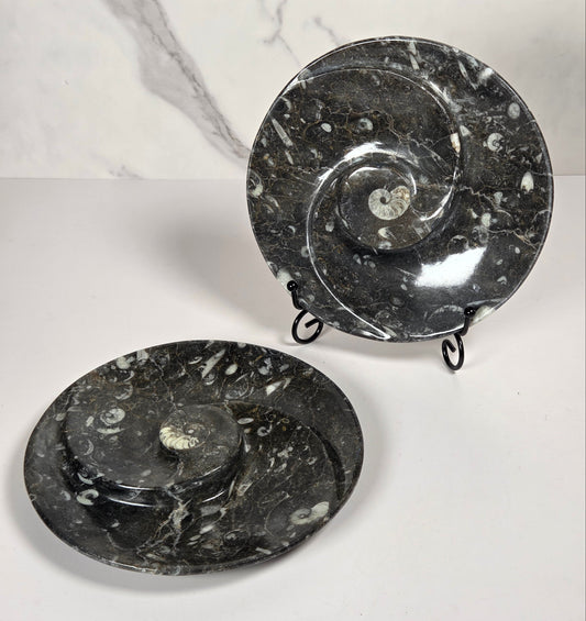 Orthocerus fossil plates with visible fossils, one on a black metal stand, against a white background