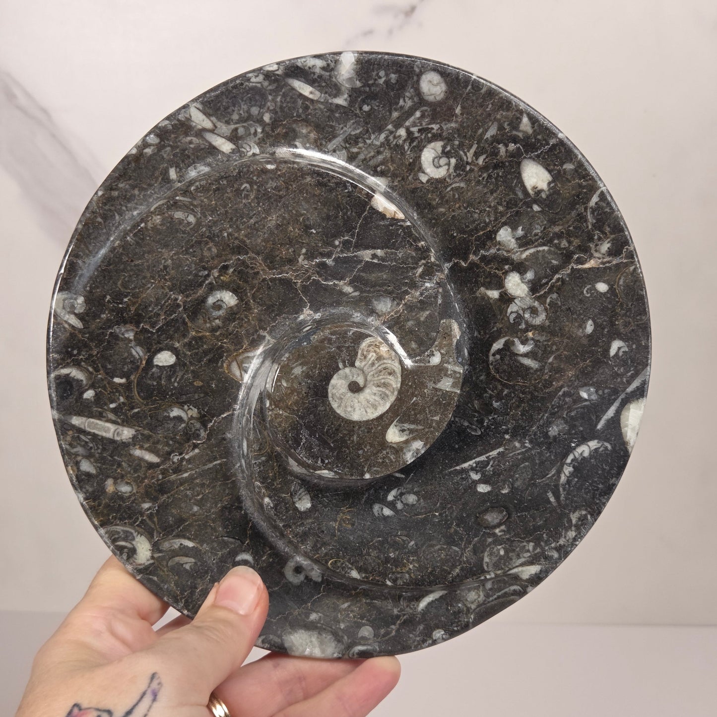 Orthocerus fossil plate with visible fossils, being held in a hand, against a white background