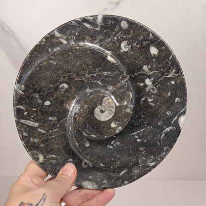 Orthocerus fossil plate with visible fossils, being held in a hand, against a white background