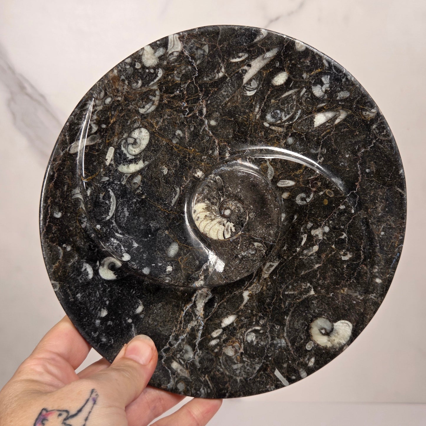 Orthocerus fossil plate with visible fossils, being held in a hand, against a white background