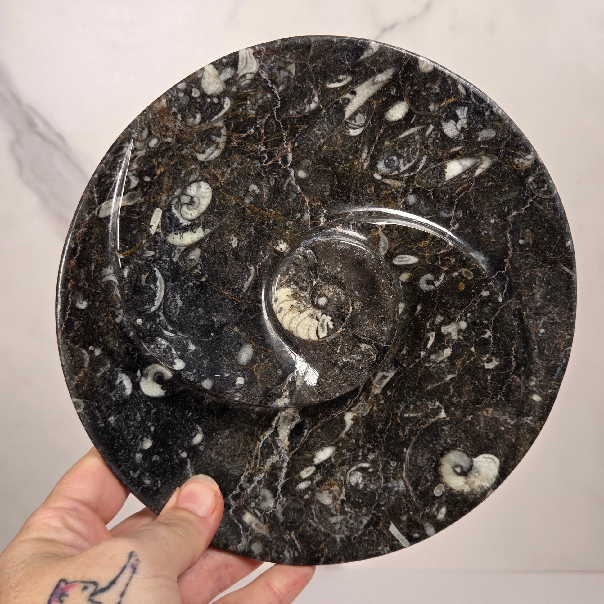 Orthocerus fossil plate with visible fossils, being held in a hand, against a white background