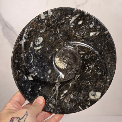 Orthocerus fossil plate with visible fossils, being held in a hand, against a white background