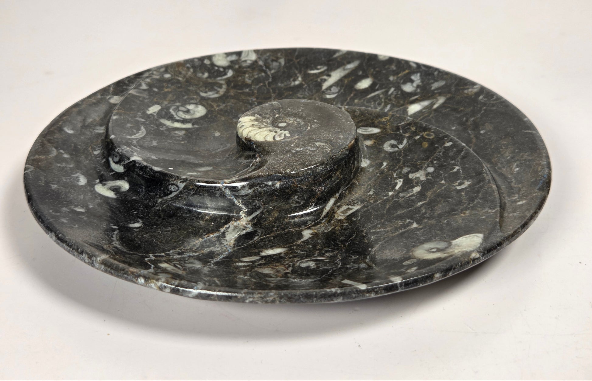 Orthocerus fossil plate with visible fossils against a white background
