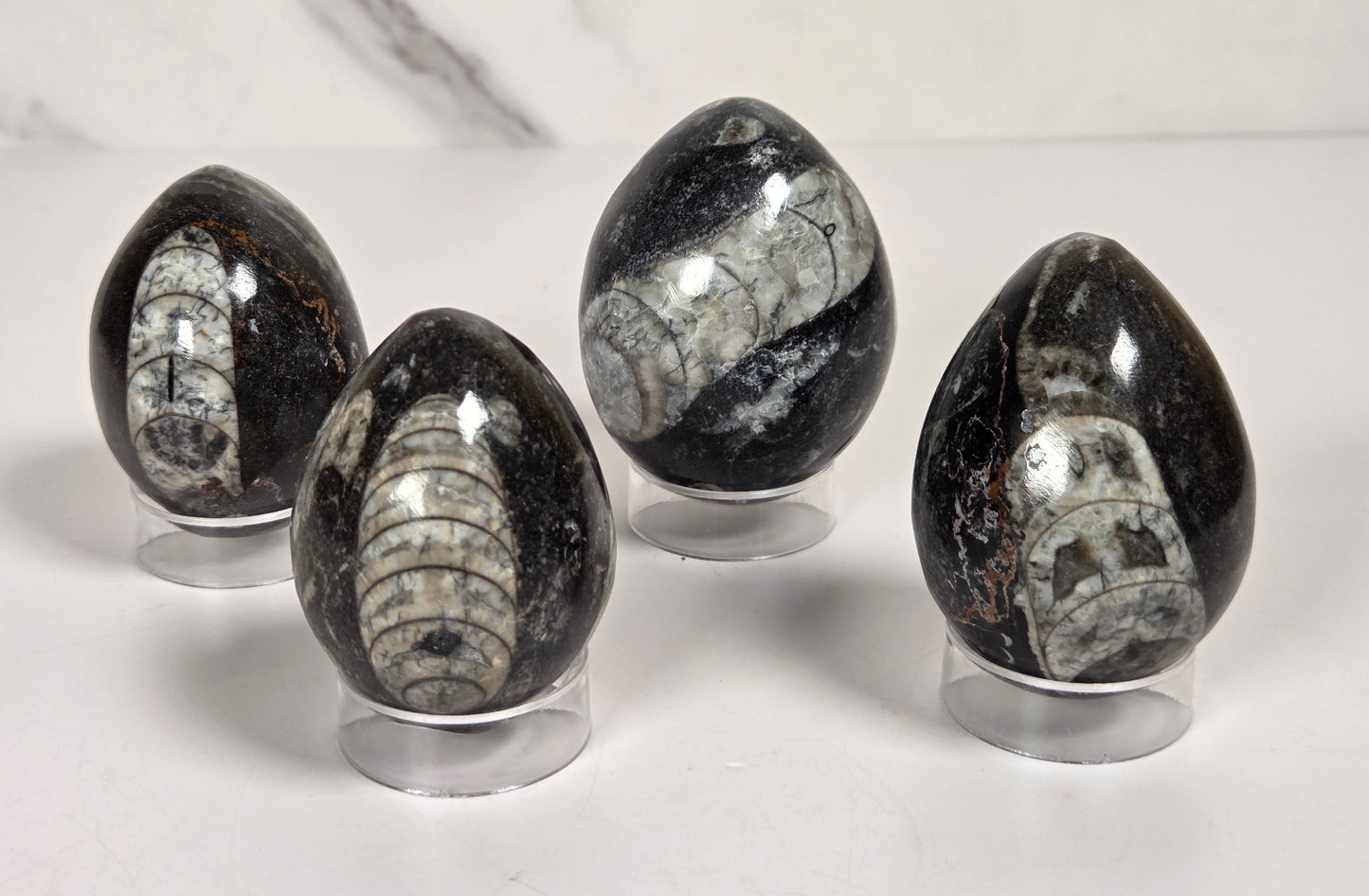 Orthocerus fossils carved into an egg shape sitting on acrylic holders on a white background