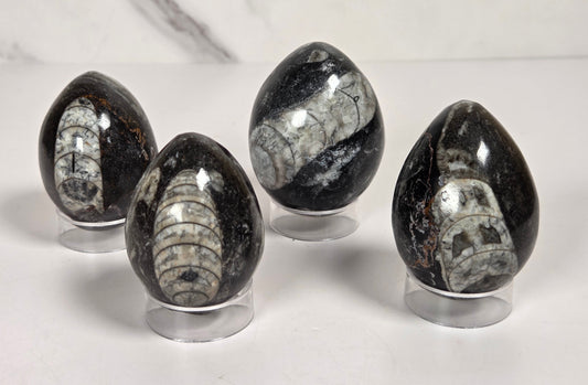 Orthocerus fossils carved into an egg shape sitting on acrylic holders on a white background
