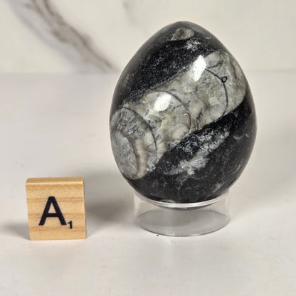 Orthocerus fossils carved into an egg shape sitting on acrylic holders on a white background