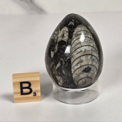 Orthocerus fossils carved into an egg shape sitting on acrylic holders on a white background