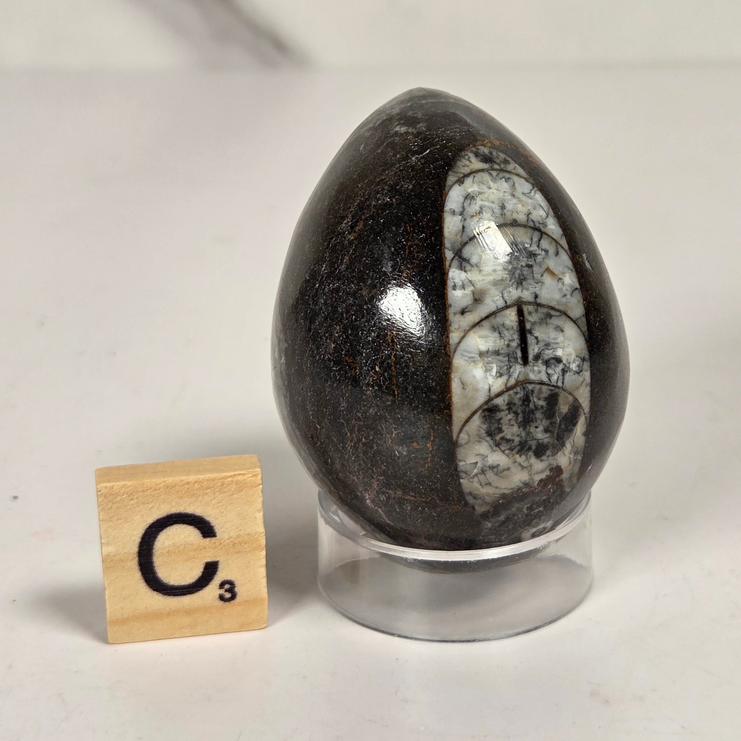 Orthocerus fossils carved into an egg shape sitting on acrylic holders on a white background