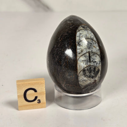 Orthocerus fossils carved into an egg shape sitting on acrylic holders on a white background