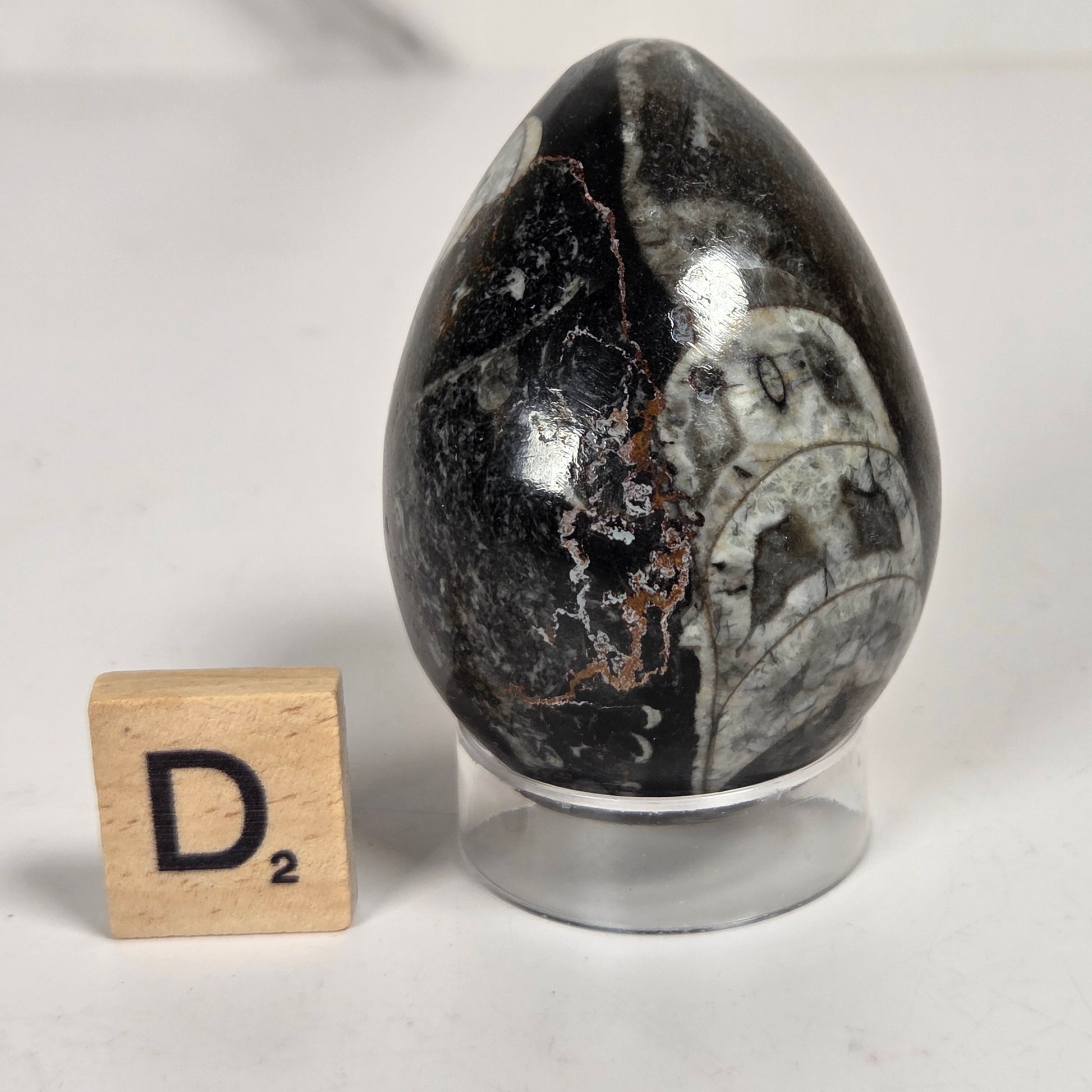 Orthocerus fossils carved into an egg shape sitting on acrylic holders on a white background