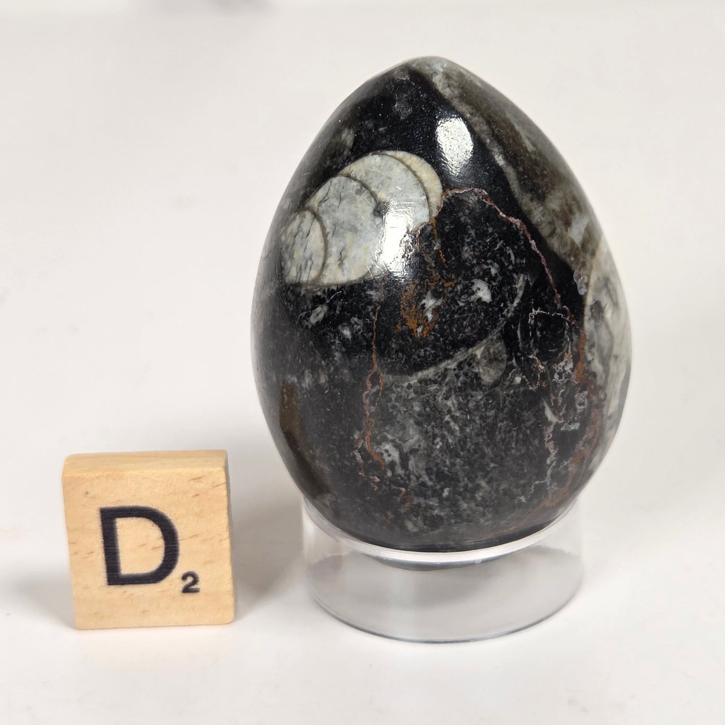 Orthocerus fossils carved into an egg shape sitting on acrylic holders on a white background