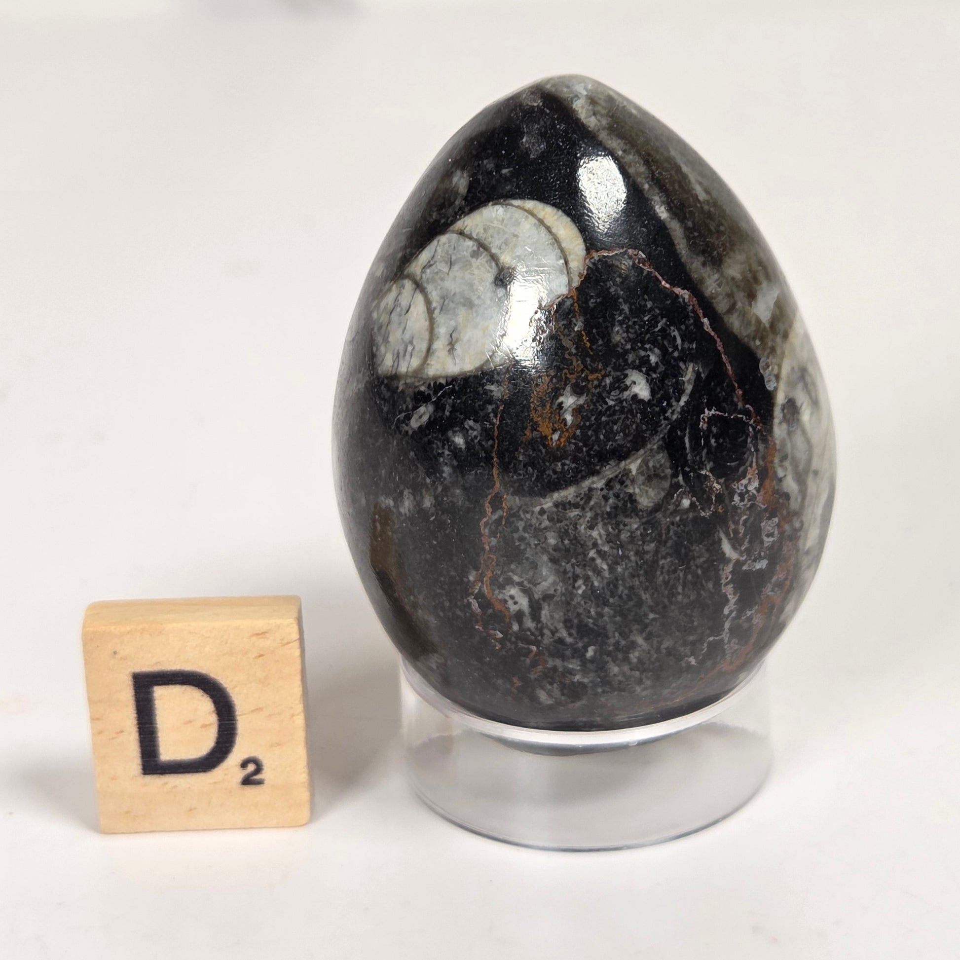 Orthocerus fossils carved into an egg shape sitting on acrylic holders on a white background