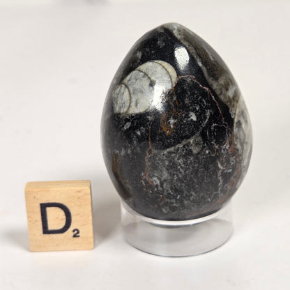 Orthocerus fossils carved into an egg shape sitting on acrylic holders on a white background