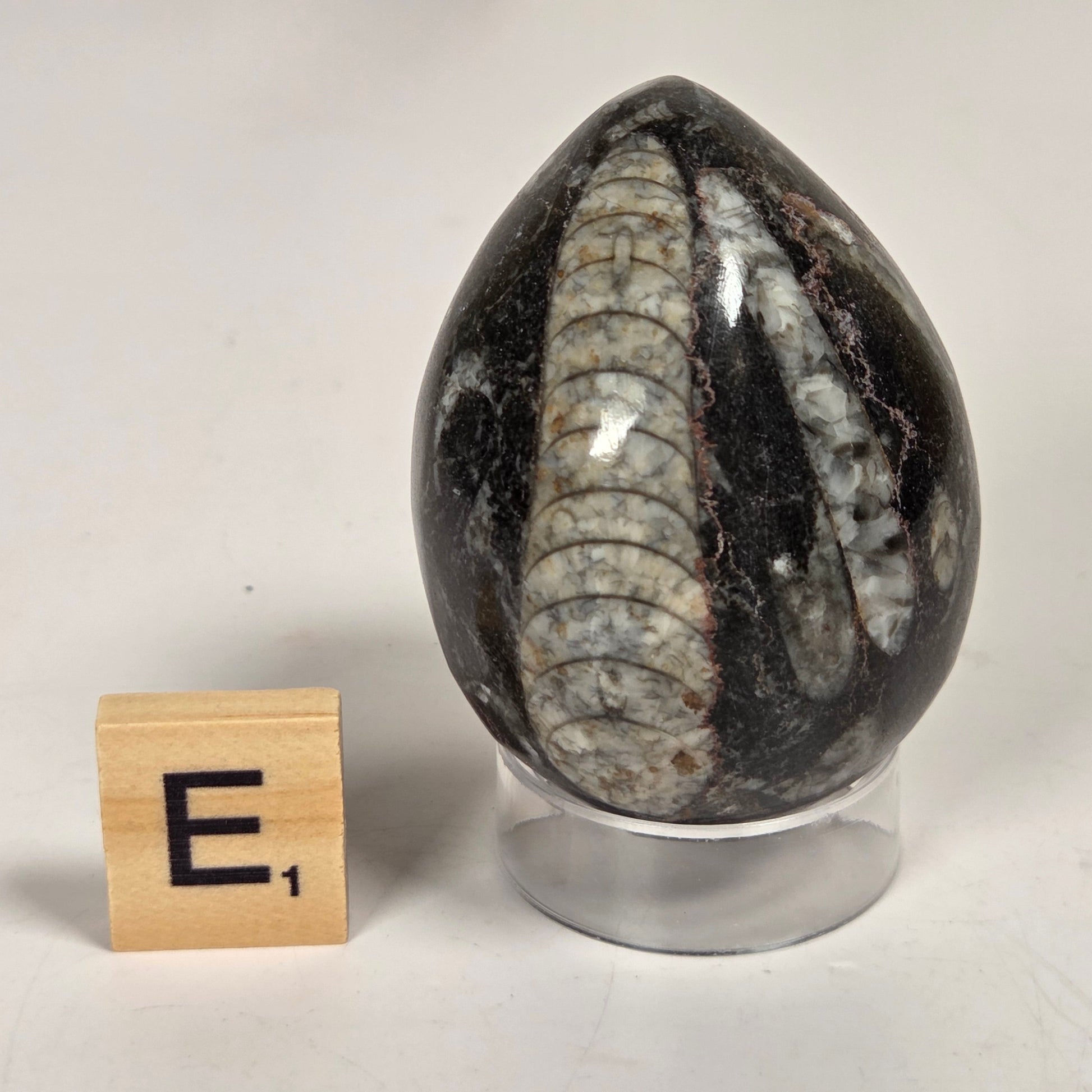 Orthocerus fossils carved into an egg shape sitting on acrylic holders on a white background