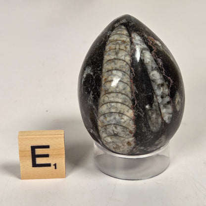 Orthocerus fossils carved into an egg shape sitting on acrylic holders on a white background