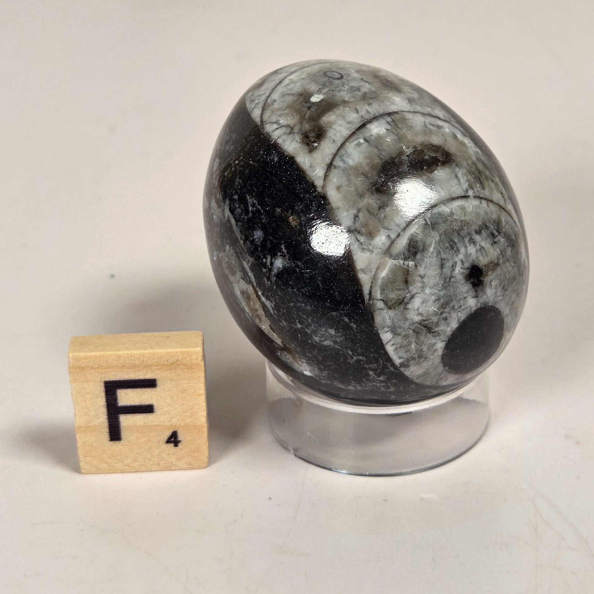 Orthocerus fossils carved into an egg shape sitting on acrylic holders on a white background