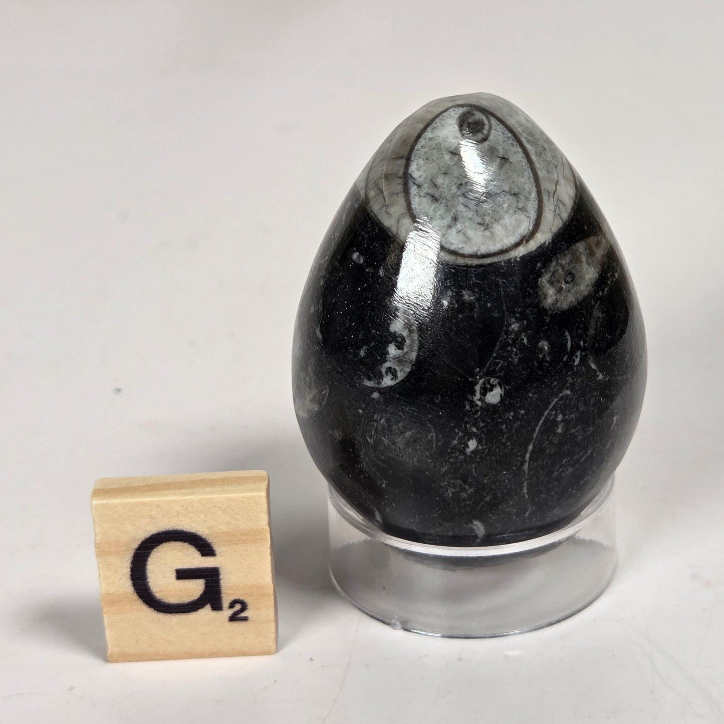 Orthocerus fossils carved into an egg shape sitting on acrylic holders on a white background