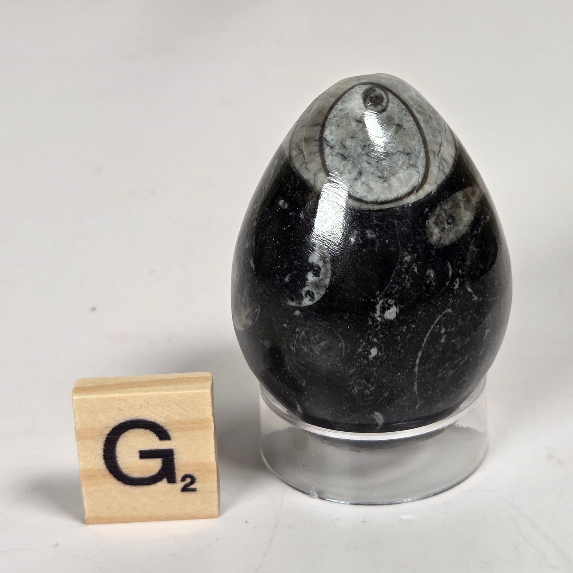 Orthocerus fossils carved into an egg shape sitting on acrylic holders on a white background