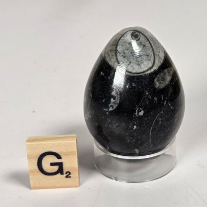 Orthocerus fossils carved into an egg shape sitting on acrylic holders on a white background