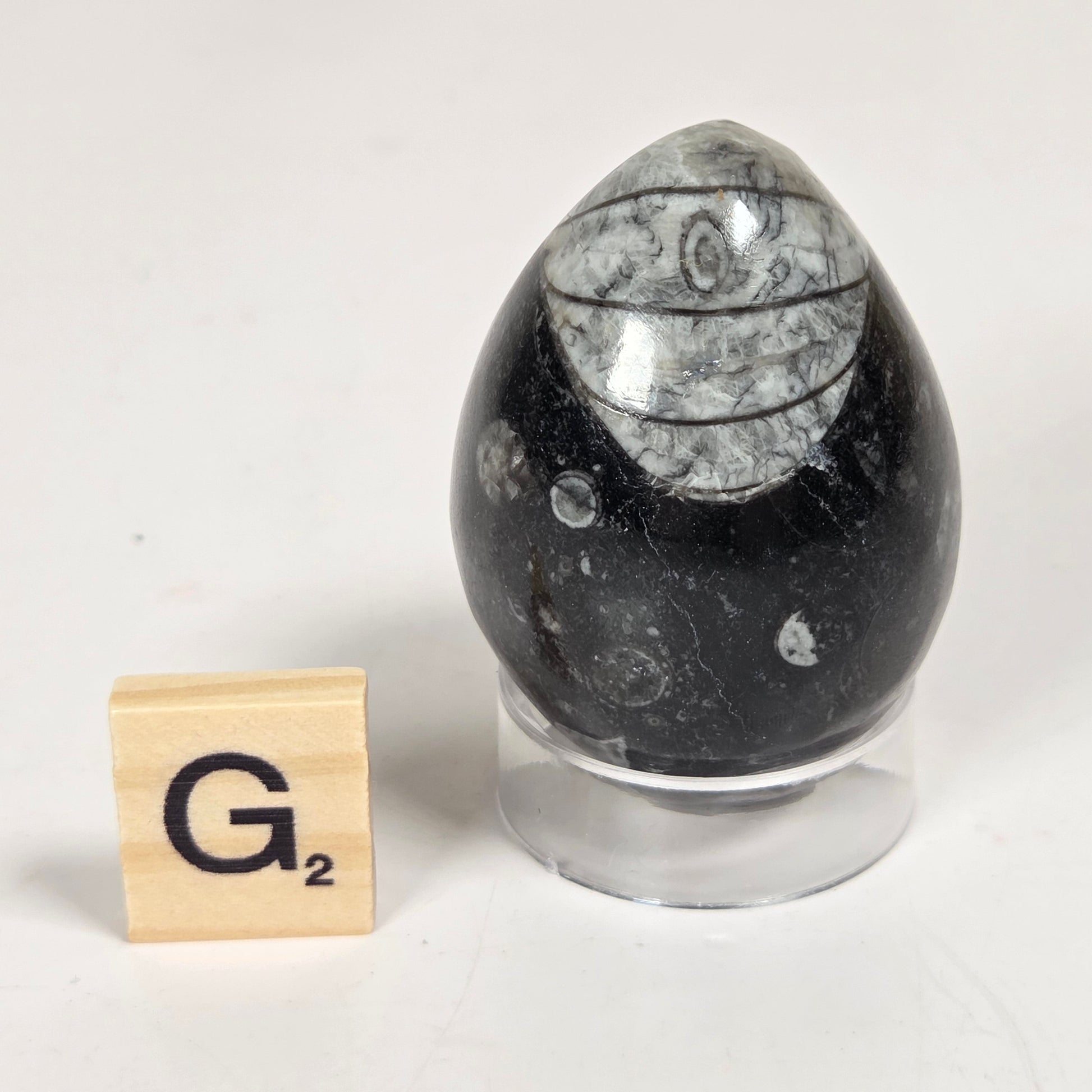 Orthocerus fossils carved into an egg shape sitting on acrylic holders on a white background