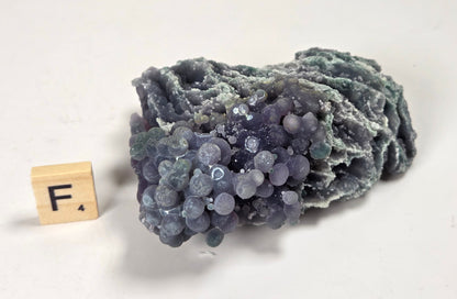 A cluster of grape-like purple-blue berries on a textured, mossy green and gray vine, displayed on a white surface next to a wooden letter block showing the letter 'F'.