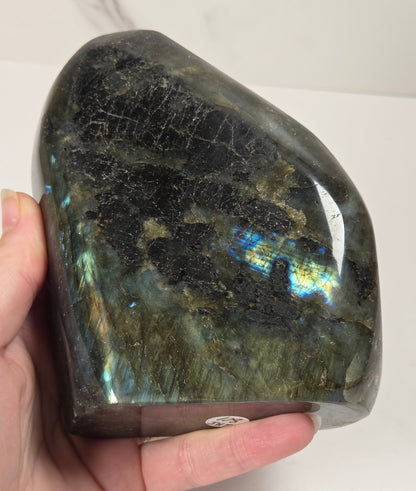 A hand holding a polished labradorite stone showing a dark gray to black base with vibrant iridescent flashes of blue, green, and gold. The stone is photographed against a plain white background.