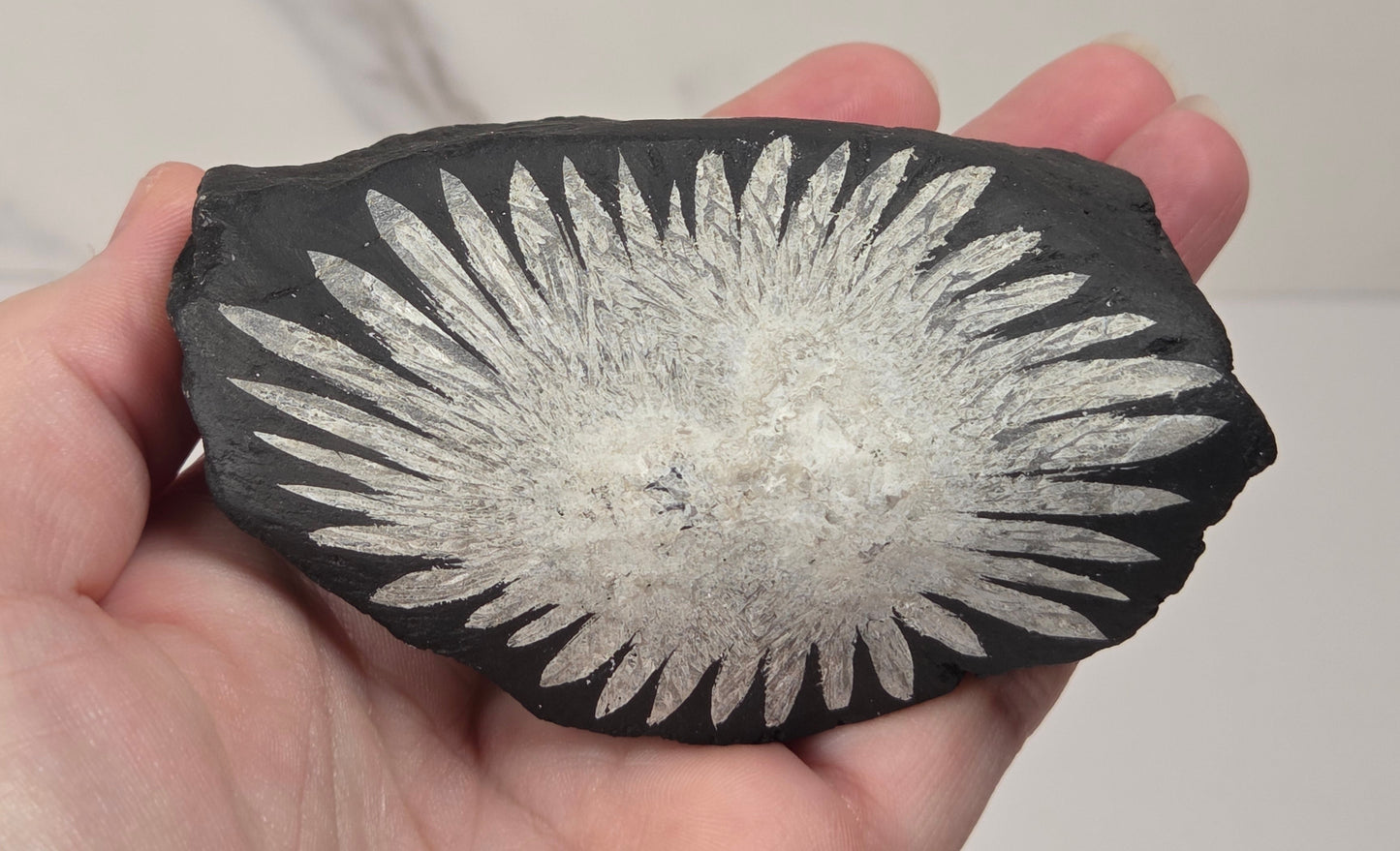 A hand holding a black stone or slate specimen with a prominent white radiating fossil or mineral pattern, photographed against a light neutral indoor background.