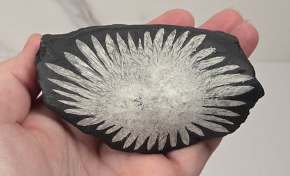 A hand holding a black stone or slate specimen with a prominent white radiating fossil or mineral pattern, photographed against a light neutral indoor background.