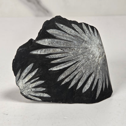A natural black stone or mineral specimen with a prominent silver-gray sunburst or fern-like crystalline pattern, photographed on a light gray surface.