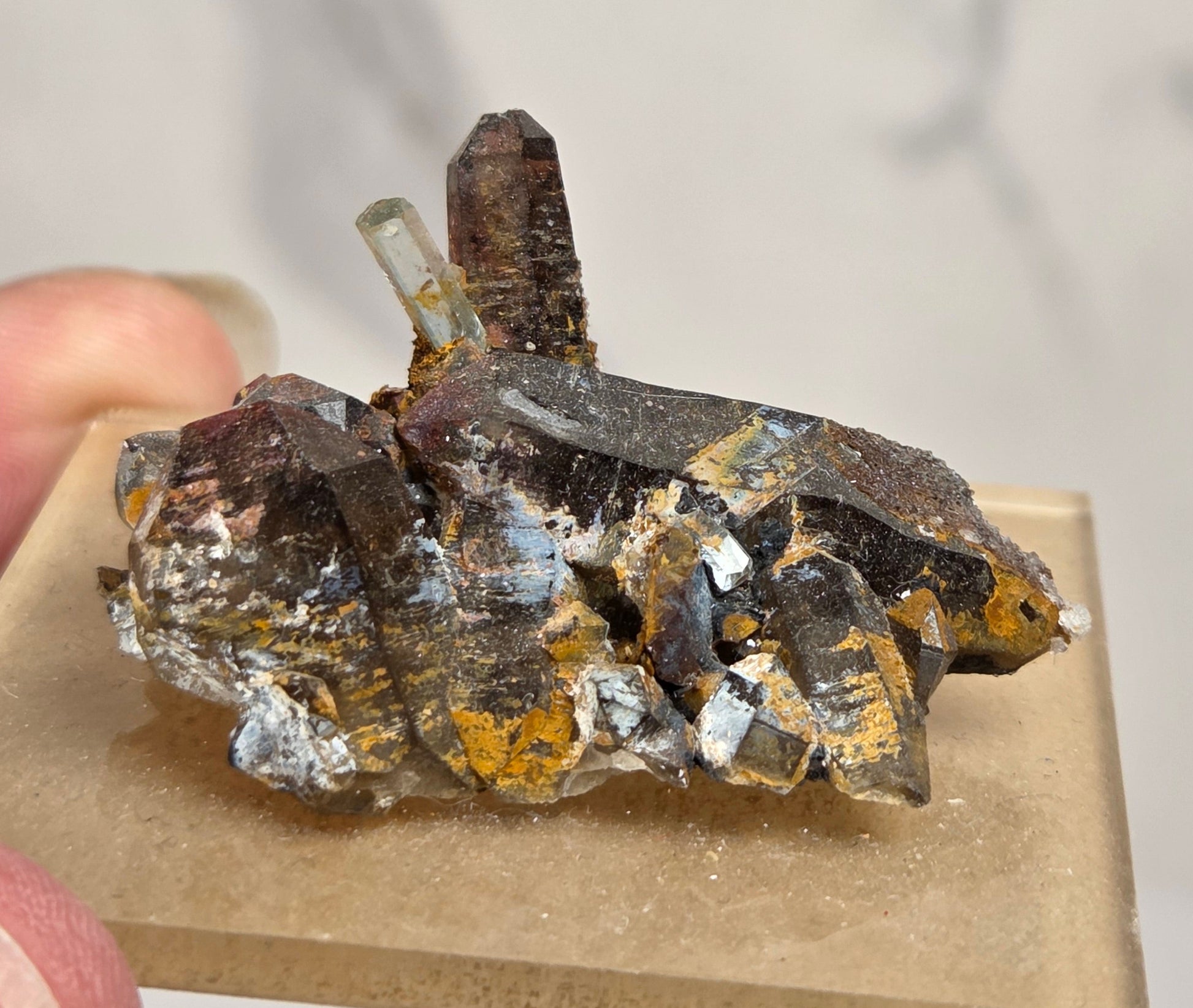 A hand holding a small polished crystal cluster mounted on a beige square display block. The specimen features dark brown and smoky gray quartz points with prominent metallic gold and silver crystalline inclusions, set against a soft, out-of-focus light gray background.