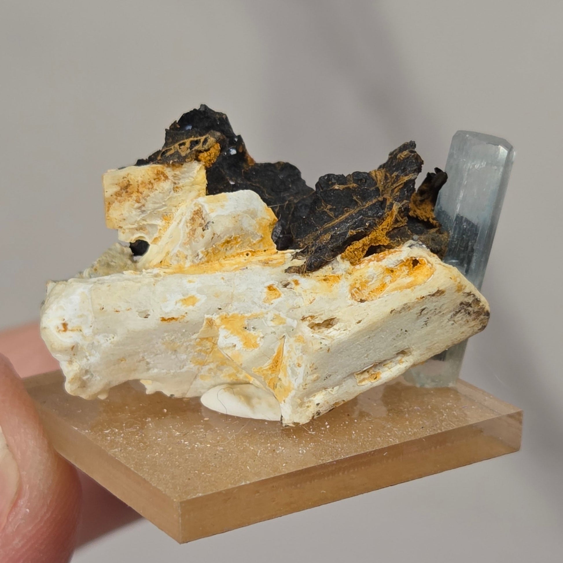 A hand holding a small mineral specimen on a tan display base. The specimen features a white matrix with bright orange-yellow inclusions and dark black areas, with a small gray crystal behind it, against a plain light gray background.