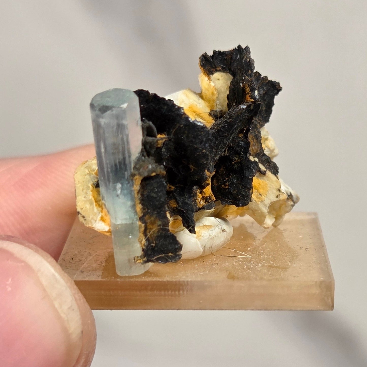 A hand holding a small mineral specimen featuring a pale blue translucent crystal, black and gold mineral growth, and a light tan display base against a soft gray background.