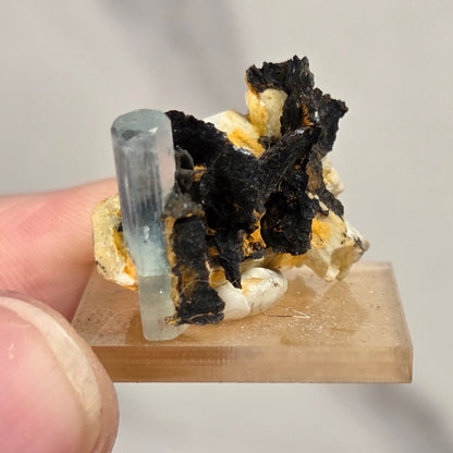 A hand holding a small mineral specimen featuring a pale blue translucent crystal, black and gold mineral growth, and a light tan display base against a soft gray background.