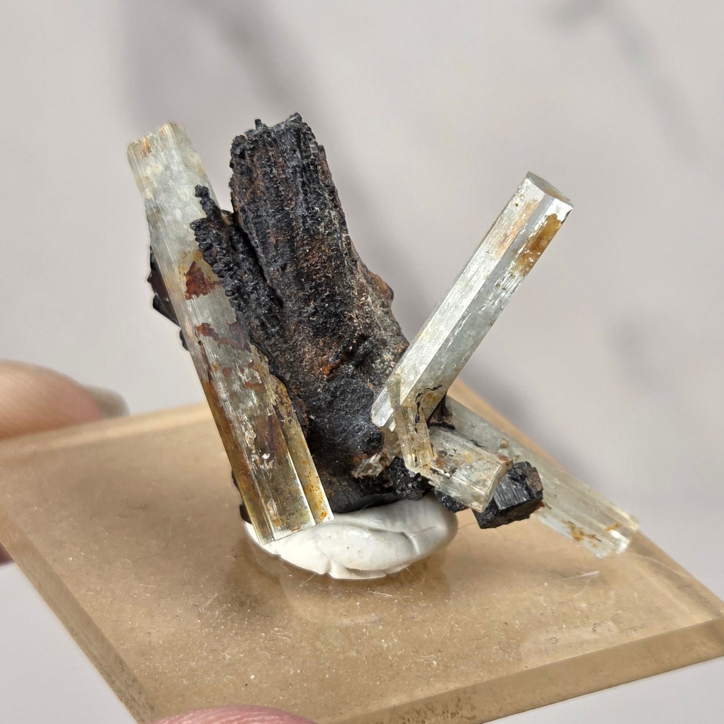 A hand holding a small mineral specimen featuring clear quartz crystal points and a dark brown to black textured central cluster, mounted on a square beige glass slide against a soft gray marble-like background.