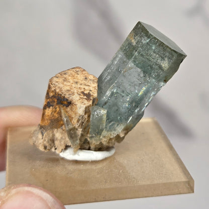 A natural mineral specimen featuring a tall, translucent blue-green crystal growing from a rough tan and brown matrix, mounted on a small white circular base and displayed on a square beige block. A person's fingers are visible holding the display block in the lower-left corner against a soft, out-of-focus gray background.