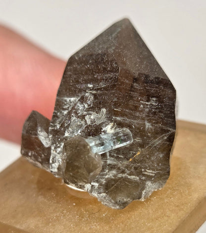 A smoky transparent crystal cluster mounted on a tan display block, held between fingers against a plain light background.