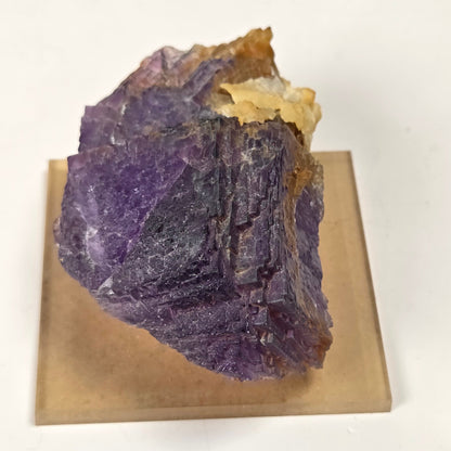 A raw purple fluorite crystal cluster with a golden-brown matrix, displayed on a square beige acrylic stand against a plain white background.